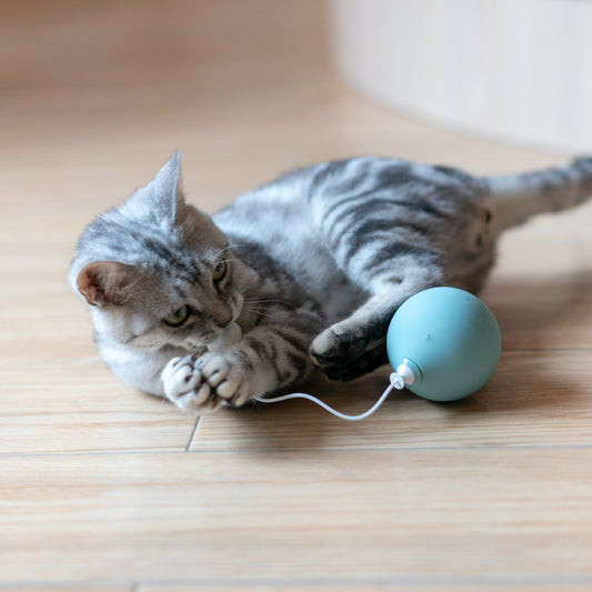 Lustiges elektrisches Katzenspielzeug.//Funny cat electric cat toy
